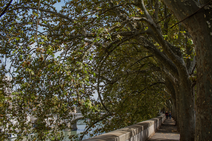 Trees in Trastevere, Rome